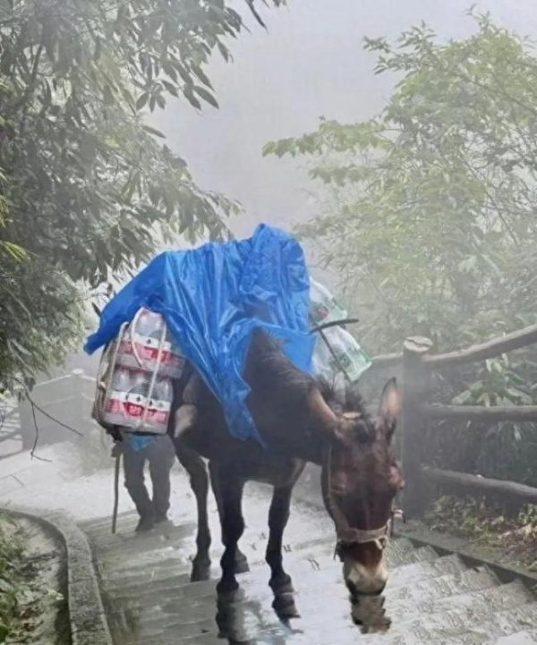 e路配资 景区回应骡子负重运输会被无人机取代 科技逐步替代传统方式